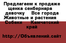 Предлагаем к продаже щенка сенбернара - девочку. - Все города Животные и растения » Собаки   . Камчатский край